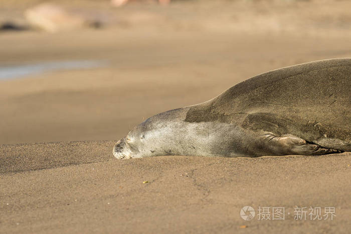 僧海豹休息