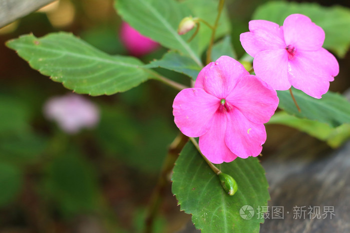 粉红色的兰花，在公园的性质