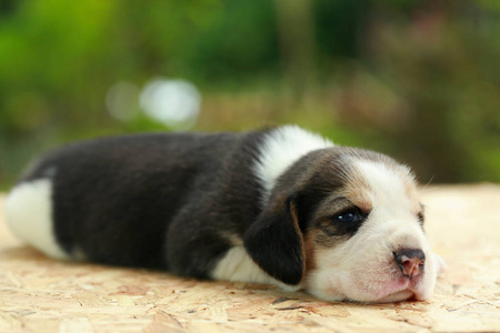 小猎犬小狗是睡觉，看天然绿色背景