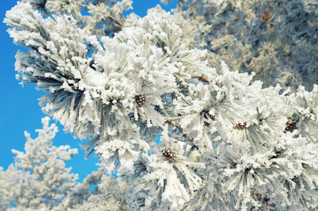 松树被雪覆盖的树枝