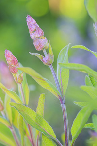 草药园开花 sage 在花园里