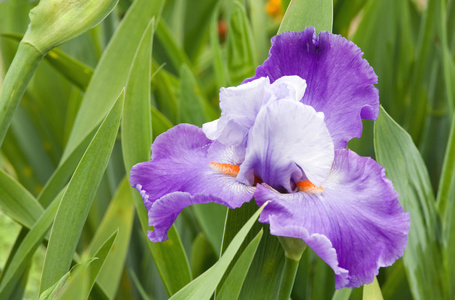 杜鹃花蕙兰 lanvendula 石南科紫色的花朵, 杜鹃