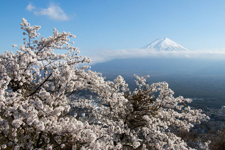 用樱花盛开的作为前景色为背景的日本富士山