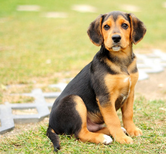 小小猎犬