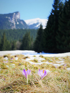 番红花在山