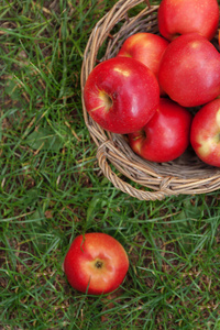 多汁的红苹果在篮子里散落在绿色的草地，顶级 v