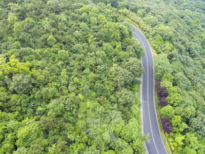 在丛林中公路图片