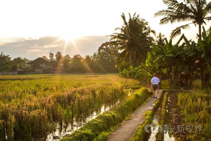 在巴厘岛，巴厘岛稻田
