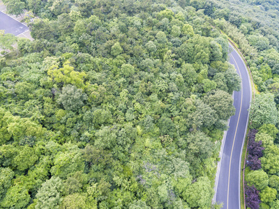 在丛林中公路图片