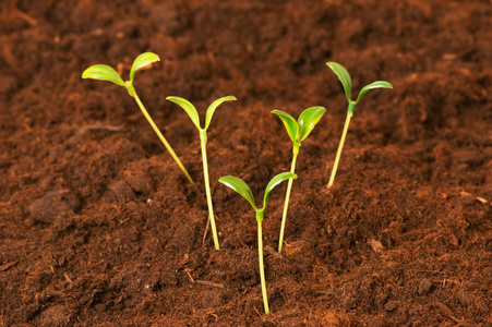 理念的新生活植物树苗-新的生活新起点标志美丽的花育苗在中心主干