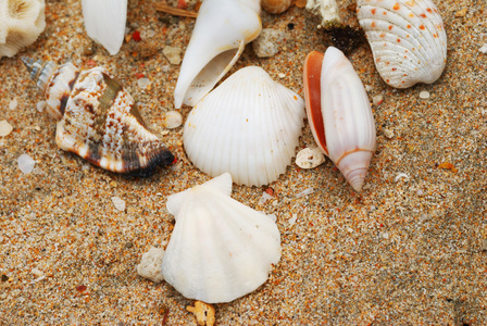 在沙海滩的贝壳