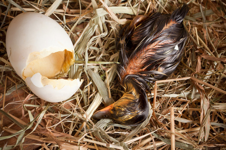 新舱口盖孵出幼体特写照片