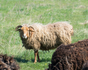 在一片绿色的草地上放牧绵羊