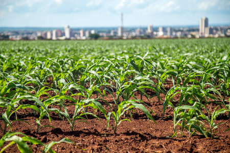 玉米种植地照片
