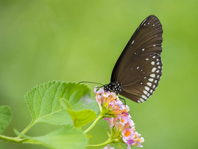 美丽的蝴蝶栖息在一朵花。昆虫的动物