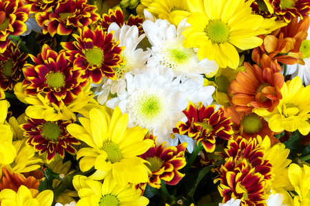 五颜六色的菊花春夏季选择性软焦点背景