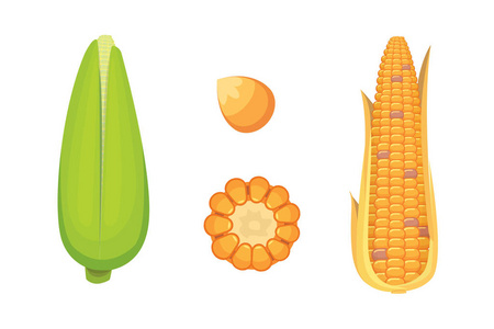 有机玉米孤立在白色背景上。农业农场蔬菜爆米花矢量