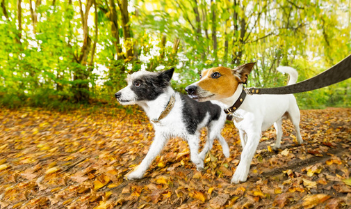 狗跑或走在秋天