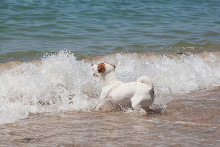 纯种狗杰克罗素梗犬起