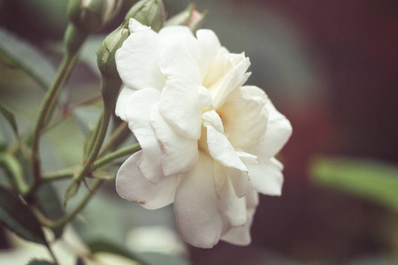白色美丽的玫瑰在模糊的背景园林