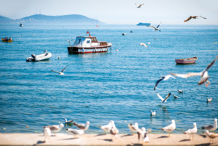 船在伊斯坦布尔与海鸥海景