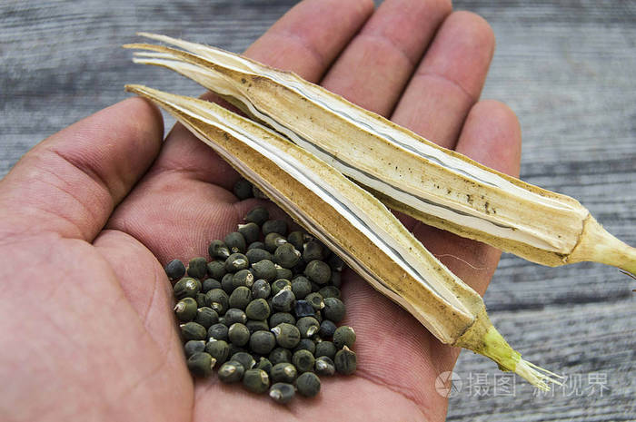 秋葵籽秋葵籽秋葵籽播种