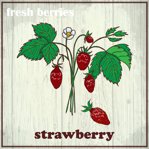 手绘图插图的草莓。新鲜的浆果素描背景