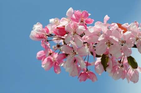 樱花开花枝.. 春季