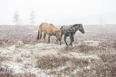 在暴风雪的草原上的蒙古马照片