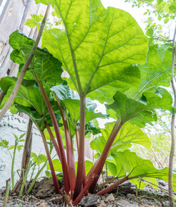 大黄植物在花园里。关闭