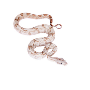 白色背景上常见的蟒蛇