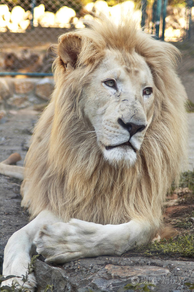 在动物园里躺在树干上的白色狮子
