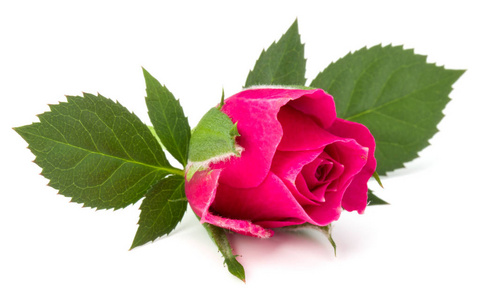 粉红色的玫瑰头花