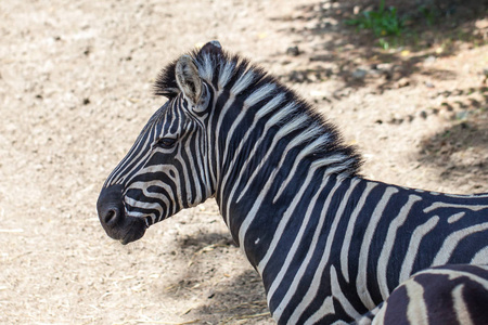 在第比利斯动物园里的斑马 非洲的驻地