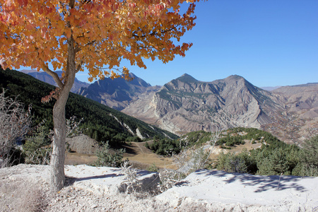 秋天一棵树在高加索地区，俄罗斯达吉斯坦高山