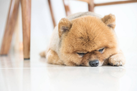 老博美犬狗正在等待他的主人，动物感觉概念