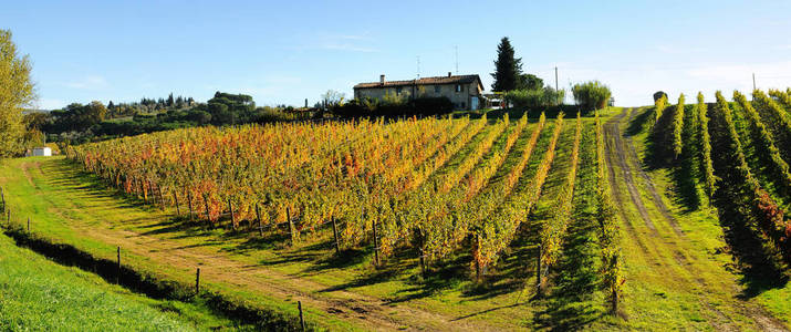 美丽风景的葡萄园在托斯卡纳，意大利基安蒂地区。自然背景
