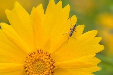金菊花上的昆虫图片
