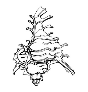 海贝壳，孤立的白色背景上的素描风格矢量图。矢量模板