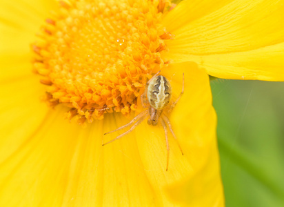 金菊花上的昆虫图片