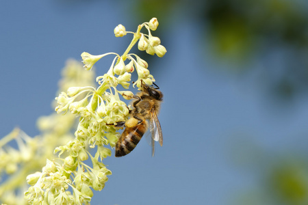 飞行蜜蜂授粉的花在蔚蓝的天空