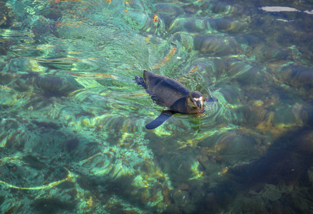 Penquin 游泳在奥勒松水族馆