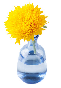 美丽的向日葵在孤立在蓝色背景上的花瓶