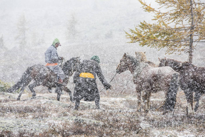 蒙古骑兵的马在暴风雪中