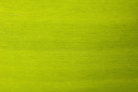 纹理背景的背光新鲜绿色香蕉叶
