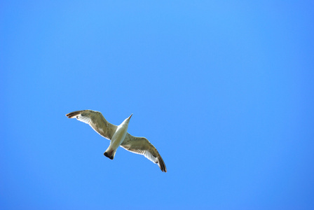 海鸥在蓝天飞行