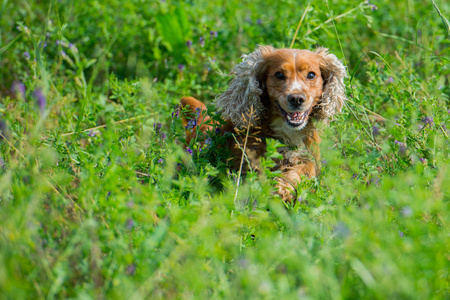 狗小狗可卡犬草地球场打球