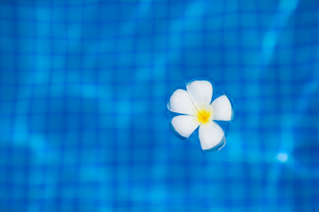 白色热带素馨花漂浮在泳池里的水