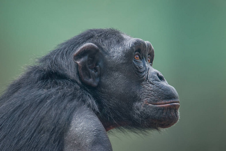 在开放的度假村关门的黑猩猩肖像