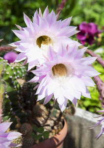 仙人掌花